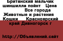 Британский мальчик шиншилла-пойнт › Цена ­ 5 000 - Все города Животные и растения » Кошки   . Красноярский край,Дивногорск г.